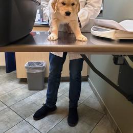 Golden Retriever Puppies from Golden Meadows of Utah
