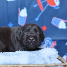 Honey - Chocolate female Labrador Retriever puppy in Williamston, South Carolina from Dutton Dog Co & Dalla Grazia Doberman