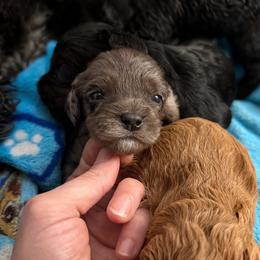 Journey - Merle female Cavapoo puppy in Battle Lake, Minnesota from Panda Puppies