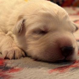 Boy 3 - White male German Shepherd puppy in Valley Springs, South Dakota from Von Pasch German Shepherds