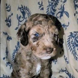 Albus - Merle male Sheepadoodle puppy in Austin, Texas from Darling Doodles