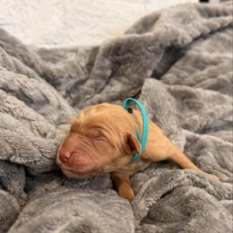 Turquoise - Golden female Golden Retriever puppy in Salt Lake City, Utah from Soaring golden retrievers