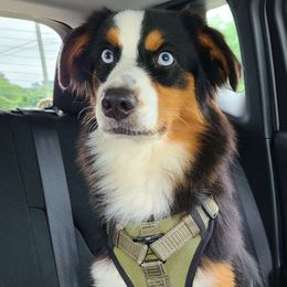 Roxie - Australian Shepherd