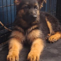 German Shepherd puppies from di Casa Ortiz German Shepherds