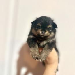Maple - Black and tan female Pomeranian puppy in Lillington, North Carolina from Dignified Poms