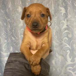 Reba - Red female Miniature Pinscher puppy in Lancaster, Missouri from White Stone Ranch