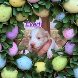 Everly - Cream female Dachshund puppy in Wichita Falls, Texas from Long Dogs in The Falls