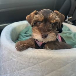 Miniature Schnauzer, Poodle, and Schnoodle Puppies from Mrs Bs Teeny Schnauzers & Doodles