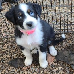 Merry - Black tri-color female Australian Shepherd puppy in Colfax, Washington from Arbor hill Australian Shepherds