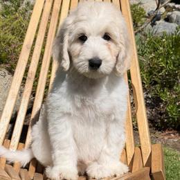 Zephyr - Caramel cream male Australian Labradoodle puppy in Upland, California from Kings Labradoodles