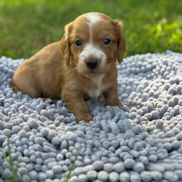 Dark cream - Blaze - Cream male Dachshund puppy in Nashville, Arkansas from Whisenhunt Farms