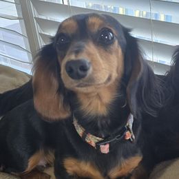 Dolly - Dachshund