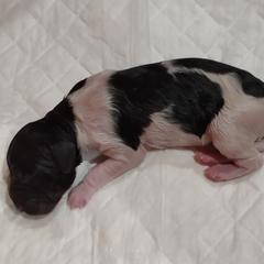 Kleine Munsterlander Puppies from von den Großen Seen kennel