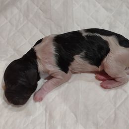 Kleine Munsterlander Puppies from von den Großen Seen kennel