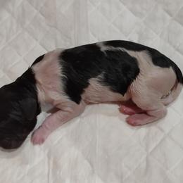 Kleine Munsterlander Puppies from von den Großen Seen kennel