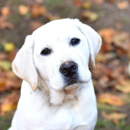 Labrador Retrievers from Johnson Point Labradors