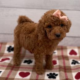 Minnie - Red  female Goldendoodle puppy in Kansas City, Kansas from Bella & Ivy’s Mini Goldendoodles of KC
