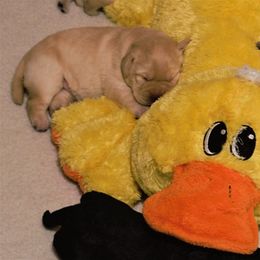 Labrador Retriever Puppies from Meritrust Labradors
