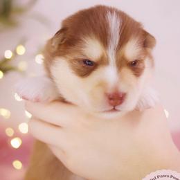 Matcha - Red and white male Pomsky puppy in Trenton, Texas from Blissful Paws Pomskies