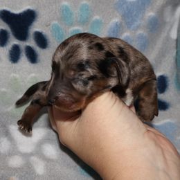 Girl - Dapple female Dachshund puppy in Blountville, Tennessee from Dachshund Delight