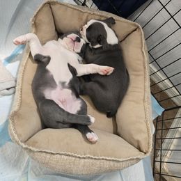 Boston Terrier Puppies from Aronow pups