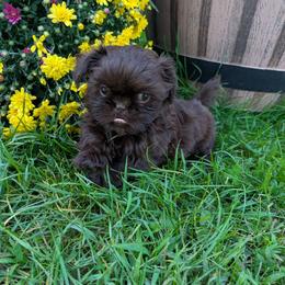 Harlan - Chocolate male Shih Tzu puppy in West Pawlet, Vermont from Morgan's Shih Tzus