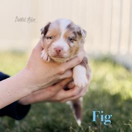 Fig - Red merle male Miniature American Shepherd puppy in Herriman, Utah from Painted Blue Aussies