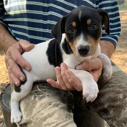 Rat Terriers from Mardi Gras Kennels
