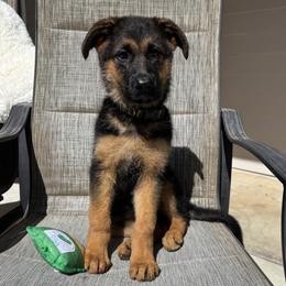 Sam and Twink Girl 5 - unreserved - Black and red female German Shepherd puppy in Galt, California from At Redwood Runs
