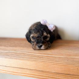 Amethyst - Black & tan female Maltipoo puppy in Huntsville, Texas from Nelson Creek Farms