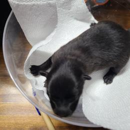 Pomeranian Puppies from Merri's Pom's