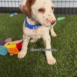 George - sable - Lua - White and orange male Dalmatian puppy in Sedalia, Missouri from Missouri Dalmatians