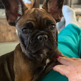 Ember - Fawn female French Bulldog puppy in Jacksonville, North Carolina from Southern Comfort French Bulldogs