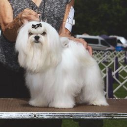 Sunny - Maltese