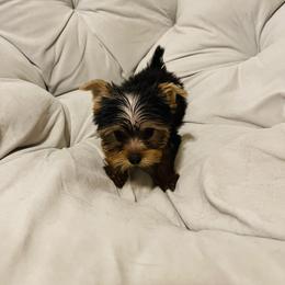 Yorkshire Terrier Puppies from Lone Star Puppies
