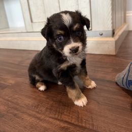 Black tri female - Black tri Miniature Australian Shepherd puppy in Westminster, Massachusetts from Smokin Gun Aussies