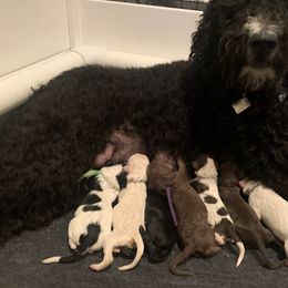 Goldendoodle Puppies from Lady Doodle Farm