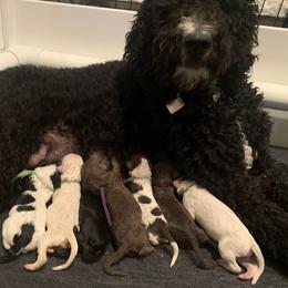 Goldendoodle Puppies from Lady Doodle Farm