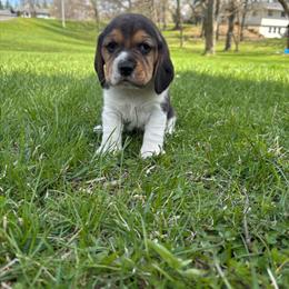 Andes - Black tan and white male Beagle puppy in St. Cloud, Minnesota from Beagle Blessings