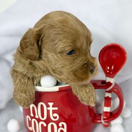 Girl 6 - Caramel red female Australian Labradoodle puppy in Easley, South Carolina from Royal Diamond Labradoodles