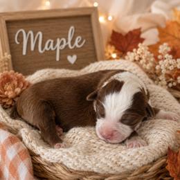 Maple - Red tri female Miniature Australian Shepherd puppy in Paris, Texas from Kuttin’ Up Mini Aussies
