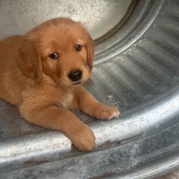 Golden Retriever Puppies from Bigfoot Goldens - AKC Registered Dark Red