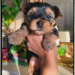 Nina - Black and tan female Yorkshire Terrier puppy in Stockton, California from Lala & Co.
