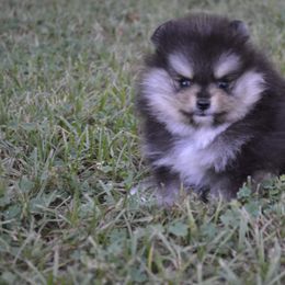 Pomeranian Puppies from Amerys Poms