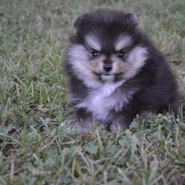 Pomeranian Puppies from Amerys Poms