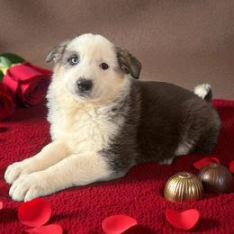 Panda Female - Panda female German Shepherd puppy in Tafton, Pennsylvania from Pocono GSD