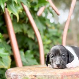 Buzz (short hair) - Black and tan male Dachshund puppy in Salters, South Carolina from Long-Pine Dachshund