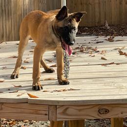 Dutch Shepherd and German Shepherd Puppies from ColesPoliceDogs