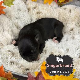 Gingerbread - Black tri-color female Australian Shepherd puppy in El Dorado Springs, Missouri from OR Aussies