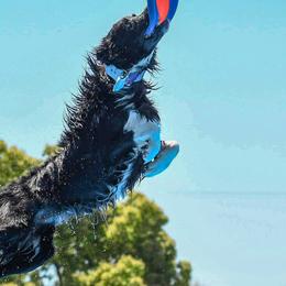 Border Collies from Cathedral Border Collies